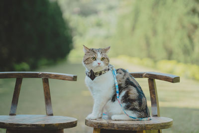 Portrait of cat sitting on table