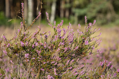 Close-up of pink flowering plants on field