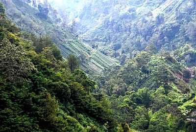 High angle view of trees in forest