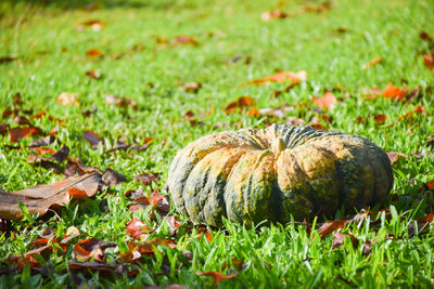 Close-up of pumglin with maple leaves on field