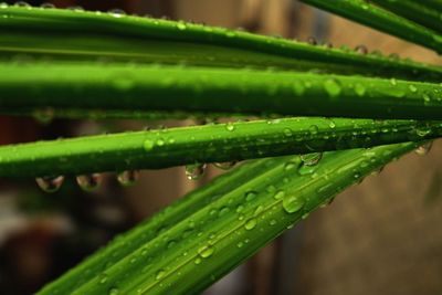 Full frame shot of leaves on plant