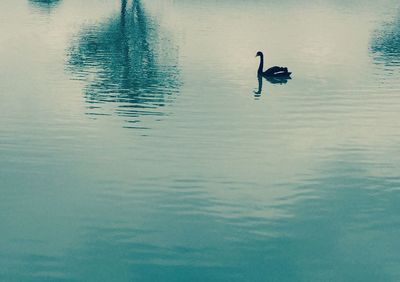 Birds in calm water