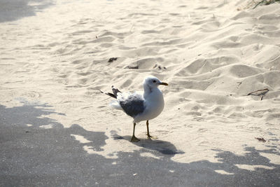 Seagull on beach