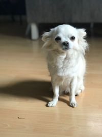 Close-up portrait of dog sitting