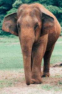 Close-up of elephant on field