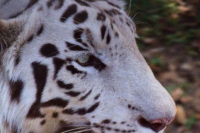 Close-up of a cat