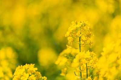 Close-up of yellow flowering plant