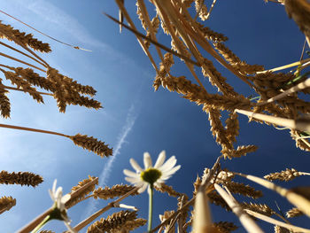 Low angle view of flowering plant against sky