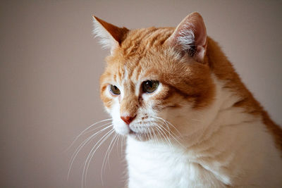 Close-up of a cat