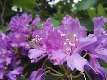 Close-up of flowers
