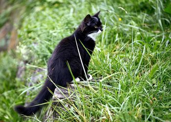 Black cat sitting on grass