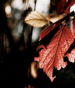 Close-up of leaves on twig