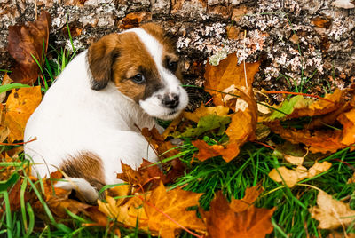 High angle view of puppy in park during autumn