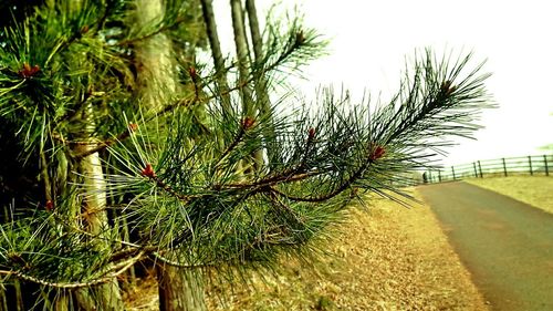 Plant growing on tree