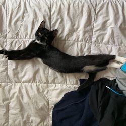 High angle view of cat lying on bed