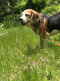 Dog looking away on field