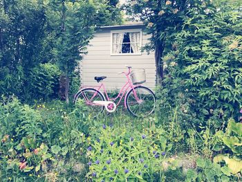 Bicycle against plants