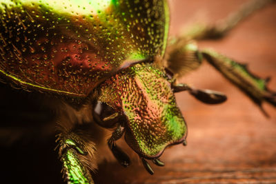 Close-up of insect