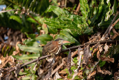 Fuzzy juvenile little green heron butorides virescens perches over a pond in naples, florida