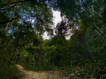 Low angle view of bamboo trees in forest