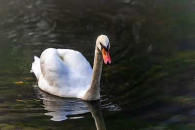 Swan swimming in lake