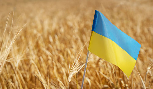 Pray for ukraine. ukrainian national flag on the background of wheat. independence day 24 august