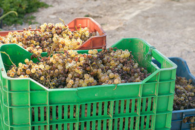 Grapes harvesting and picking up