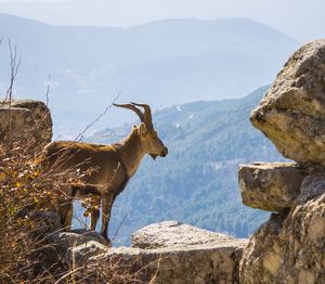 View of sheep on rock