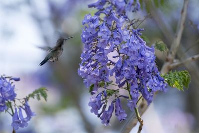 Close-up of hummingbird pollinating on purple flower