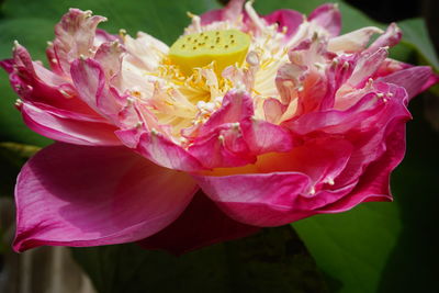 Close-up of pink flower