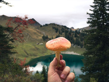 Close-up of hand holding mushroom