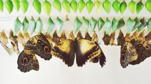 Close-up of butterflies and chrysalises on white wall