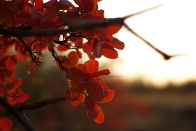 Close-up of red maple leaves against sky