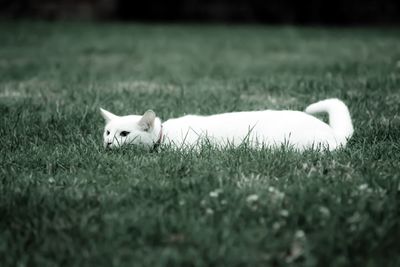 Cat looking away on grassy field