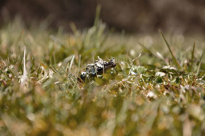 Close-up of insect on grass