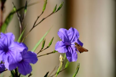 Brown moth pollinating purple mexican petunia or bluebell, ruellia simplex or britton's wild petunia