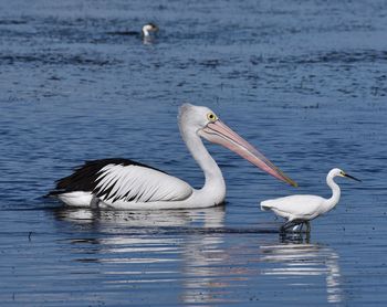 Swans on lake