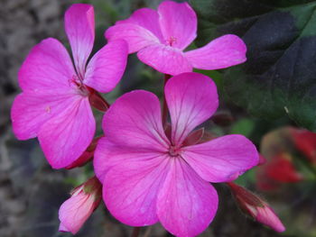 Close-up of pink flowering plant