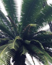 Low angle view of palm tree against sky