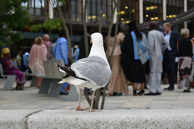 Seagull and people 