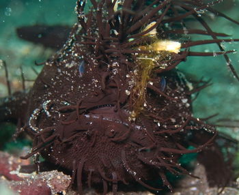 Close-up of jellyfish in water