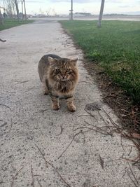 Portrait of cat on footpath