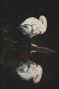 Seagull perching on a lake