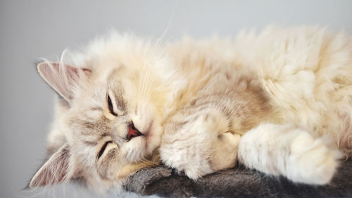 Close-up of a cat sleeping