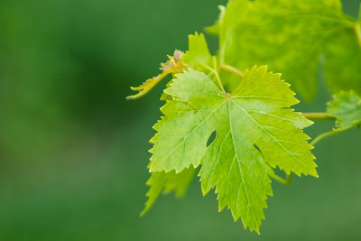 Close-up of green leaves