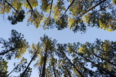 Low angle view of trees against sky