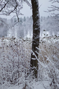 Bird on tree during winter