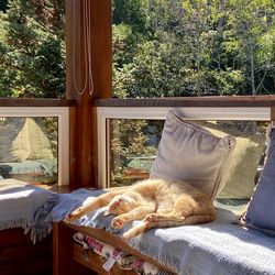 Cat sleeping in window