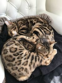 High angle view of bengal cats sleeping on sofa at home