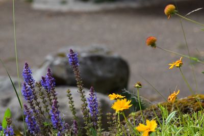 Close-up of purple flowers blooming in field